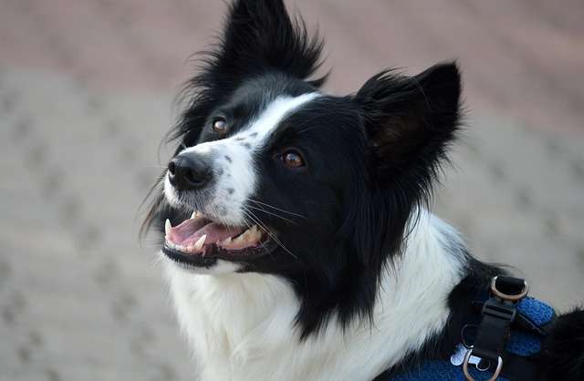 what allergy medicine is best for dogs? A straightforward US guide